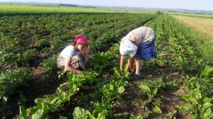 13287955_1216375268381572_1014199956_o