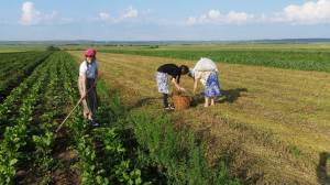 13288348_1216374738381625_187095799_o