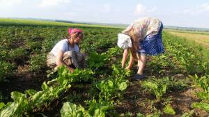 13324382_1216375041714928_895812941_o